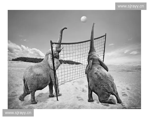 沙滩排球运动发展与竞技魅力全面解析与训练技巧分享指南实践经验总结